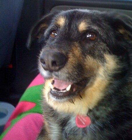 In Memory of Bandit Costello