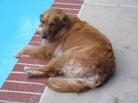 In Memory of Lucy Mae Pacheco Blair