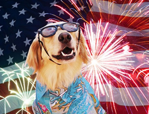 4th July Pet Tips