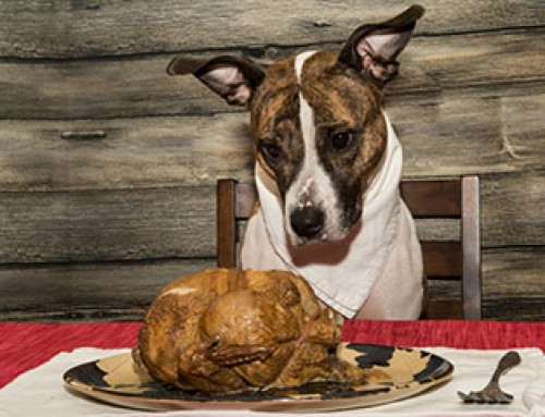 Thanksgiving Pet Safety