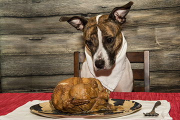 Thanksgiving Pet Safety