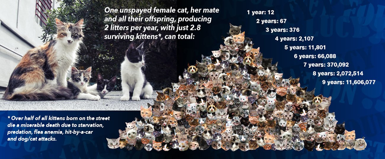 PWAC3 The Lucy Pet Foundation