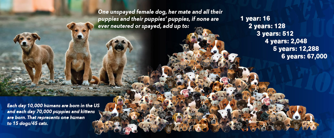 Animal Statistics The Lucy Pet Foundation