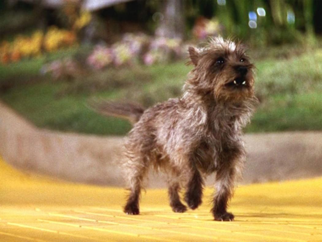 Toto The Lucy Pet Foundation Toto The Lucy Pet Foundation