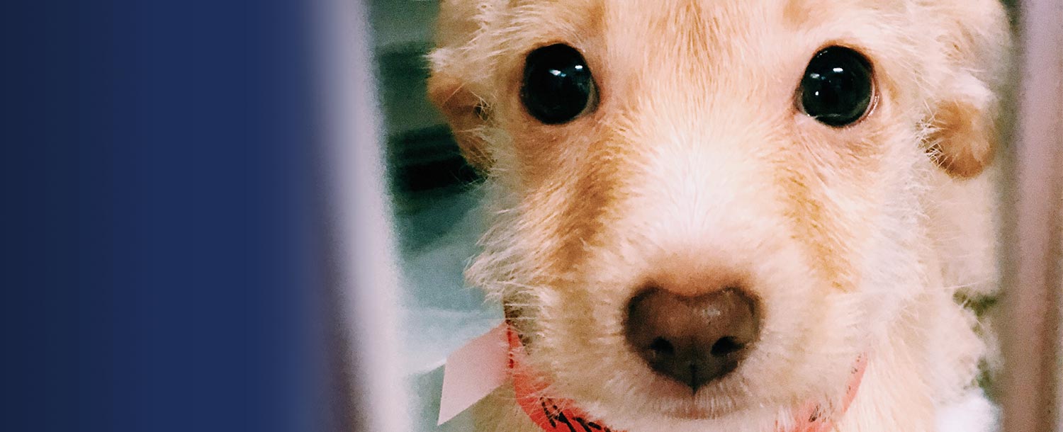 The Lucy Pet Foundation Free Spay and Neuter Mobile Clinic